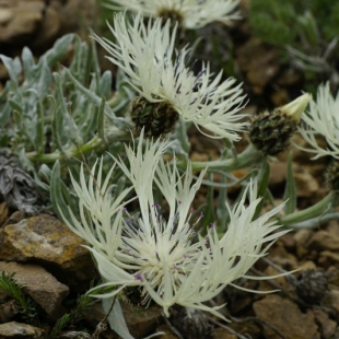 Centaurea armena